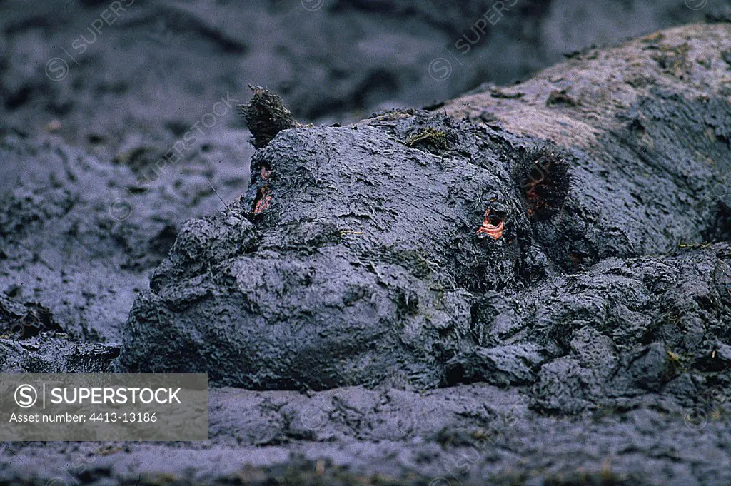 Hippopotamus covered with mud Virunga NP Congo