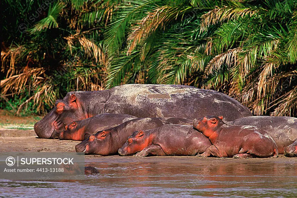Nursery of young Hippopotamuses Virunga NP Congo