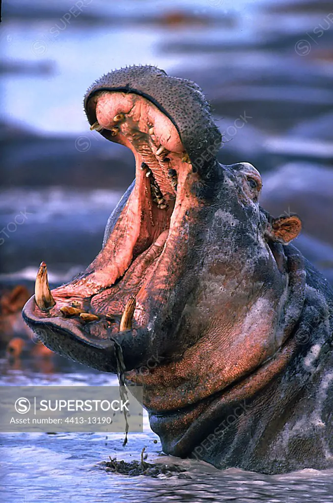 Yawning Hippopotamus Virunga NP Congo