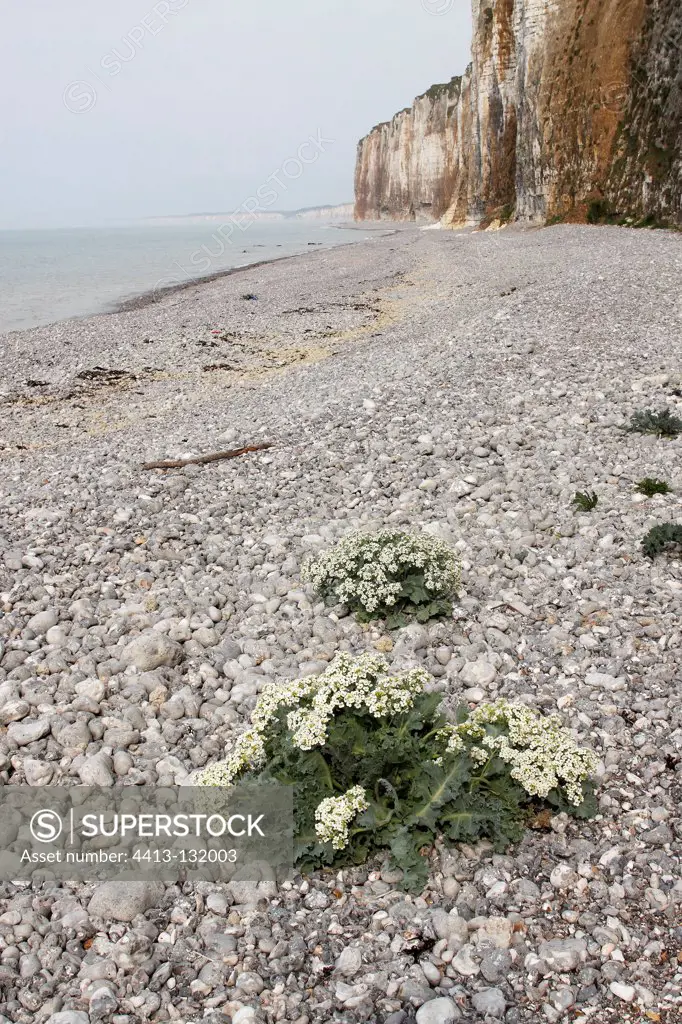 Sea kale on the beach of Saint-Valery-en-CauxFrance