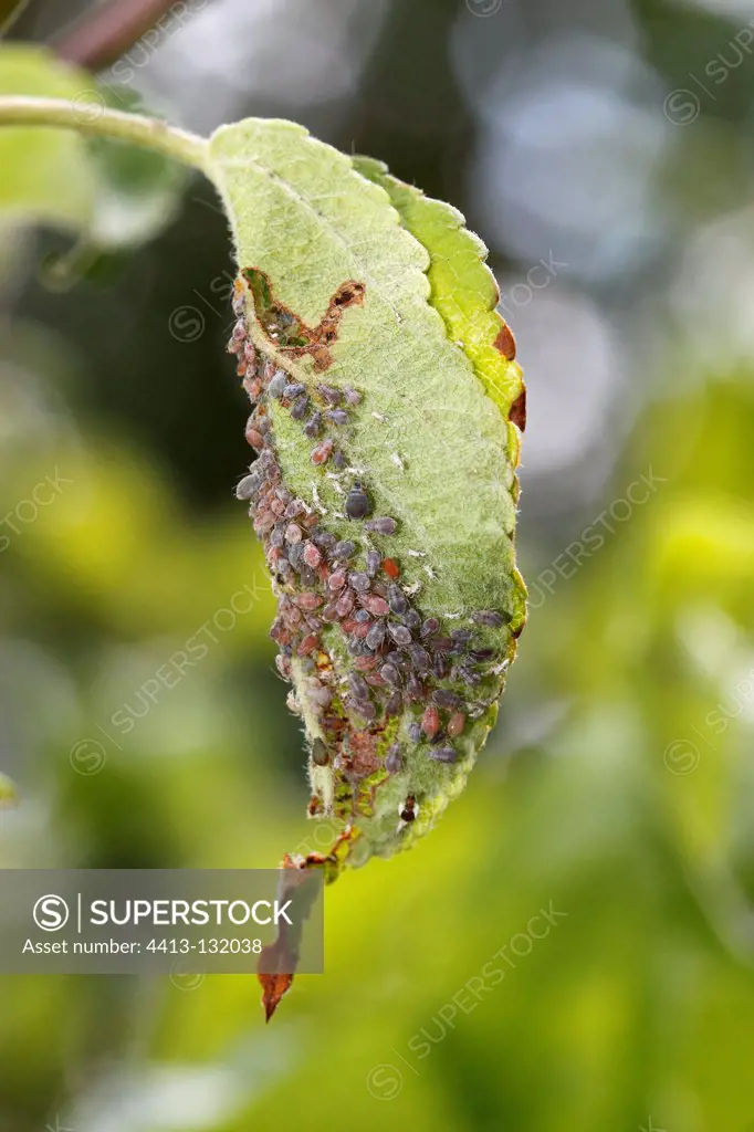 Rosy apple aphids on a leaf of apple