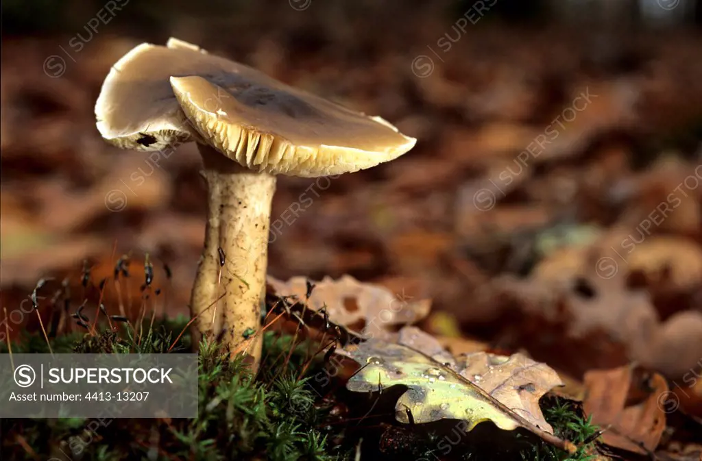Soap Mushroom Vosges France