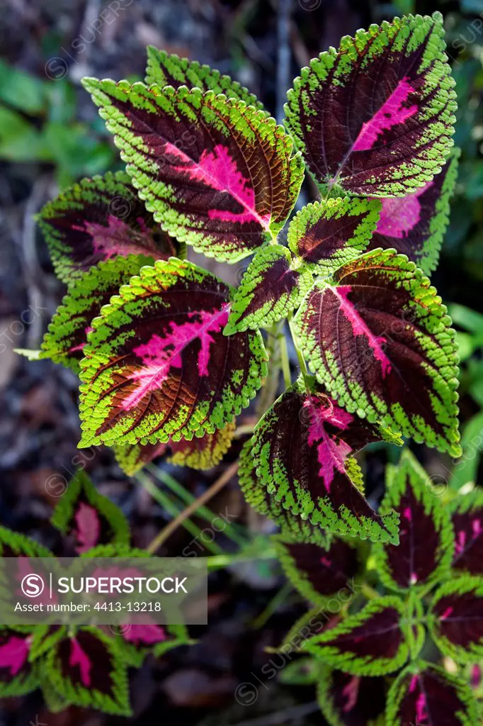 Leaves of a Coleus French Guiana