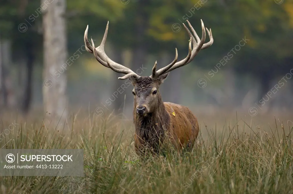 Red Deer male at bellow time France