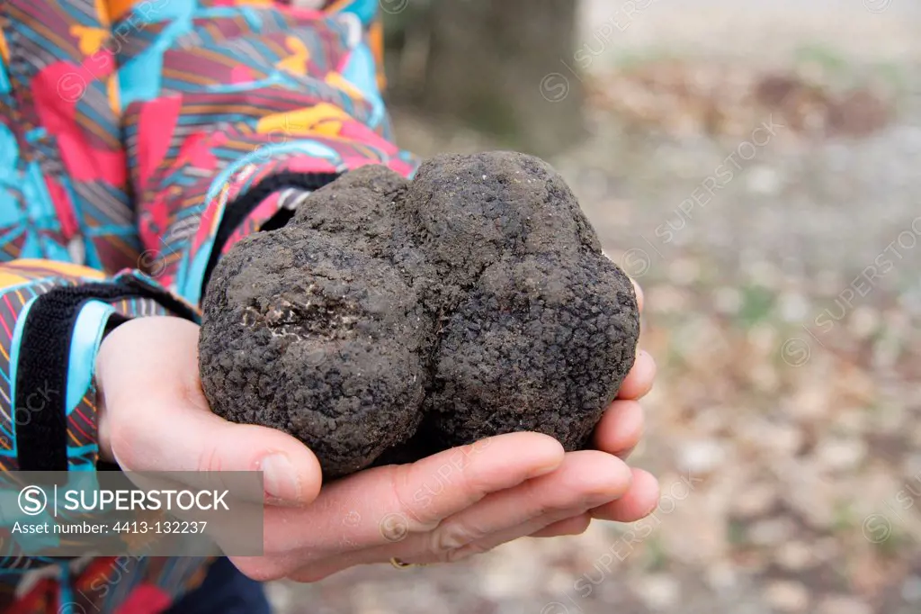 Nice size black truffle on the France