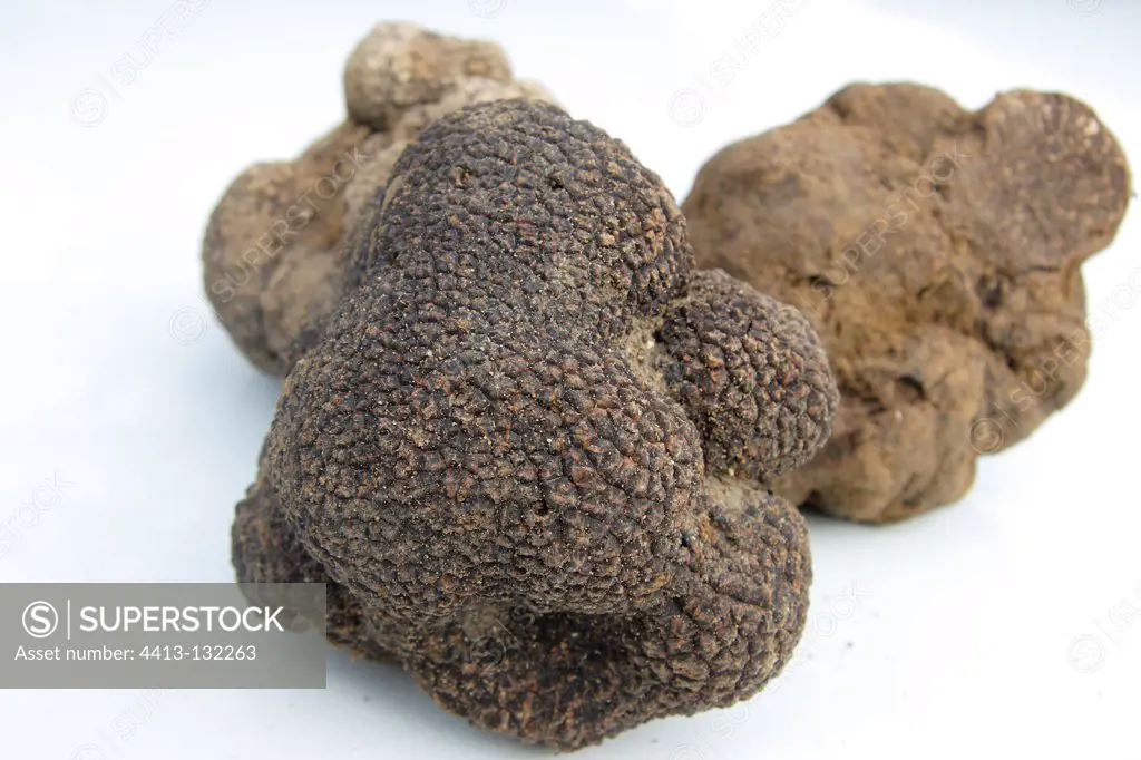 Black truffleson white background
