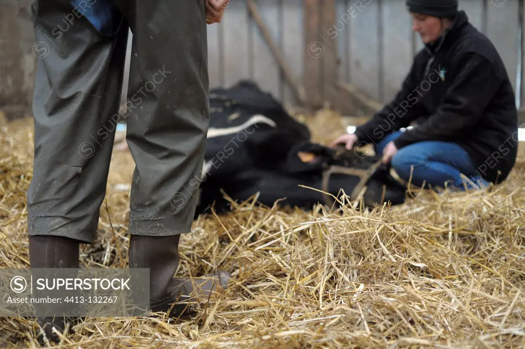 Euthanasia of a Holstein cow suffering in France