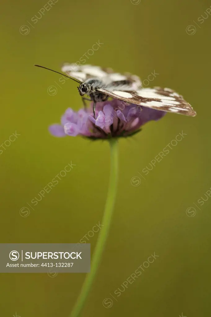 Marbled White butterfly on a flower in summer