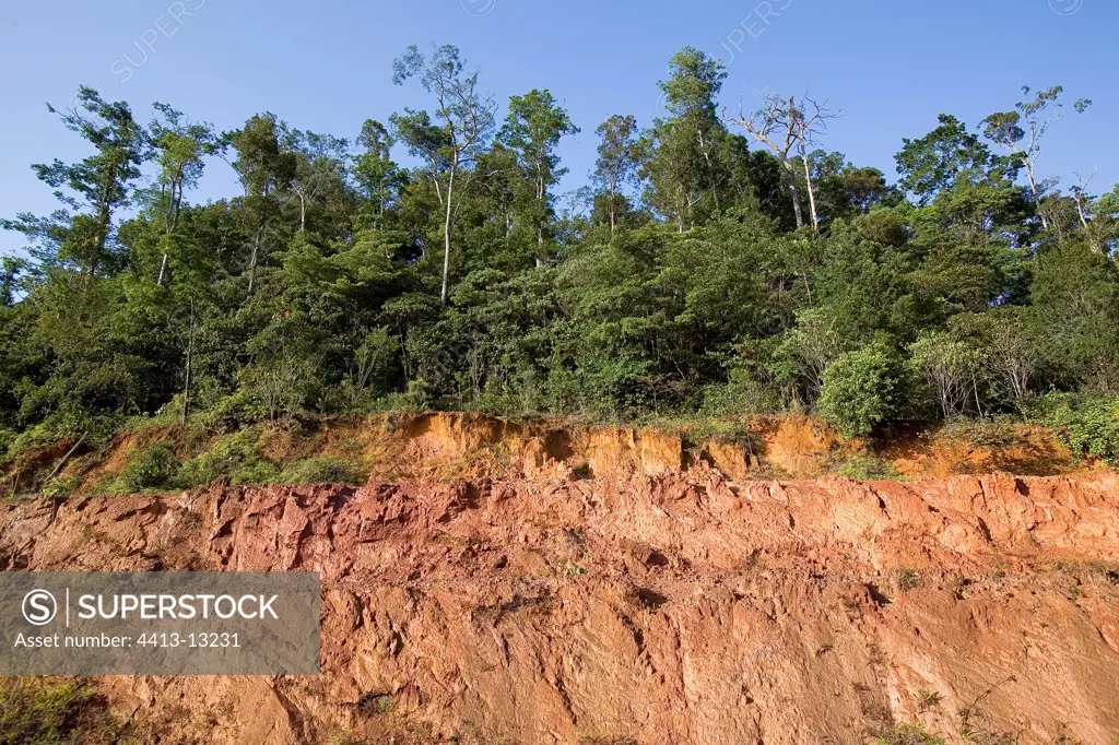 Forest edge after deforestation in French Guiana