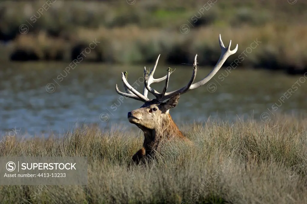 Portrait of Red Deer male at bellow time France