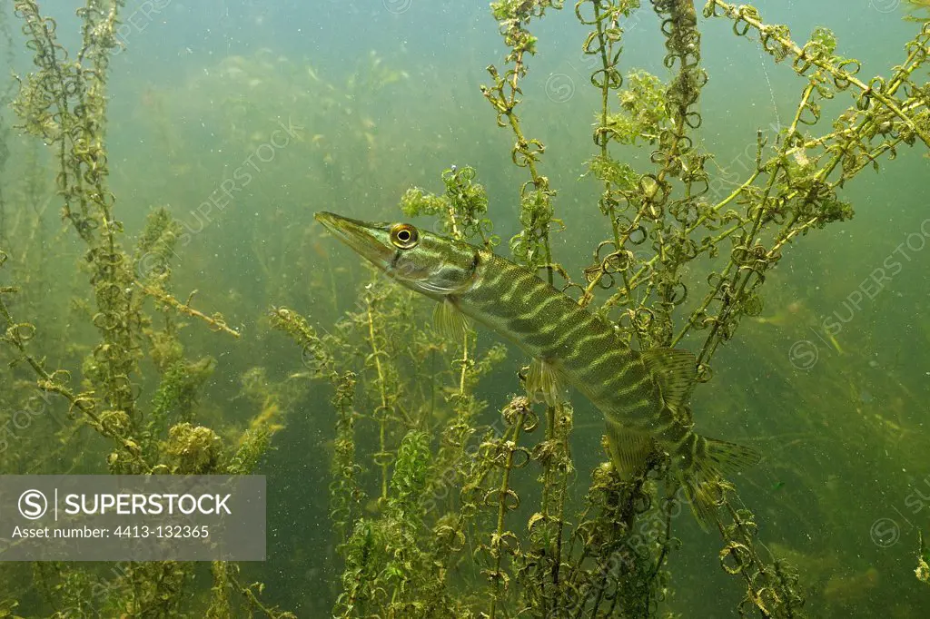 Juvenile pike in plants waiting for prey France