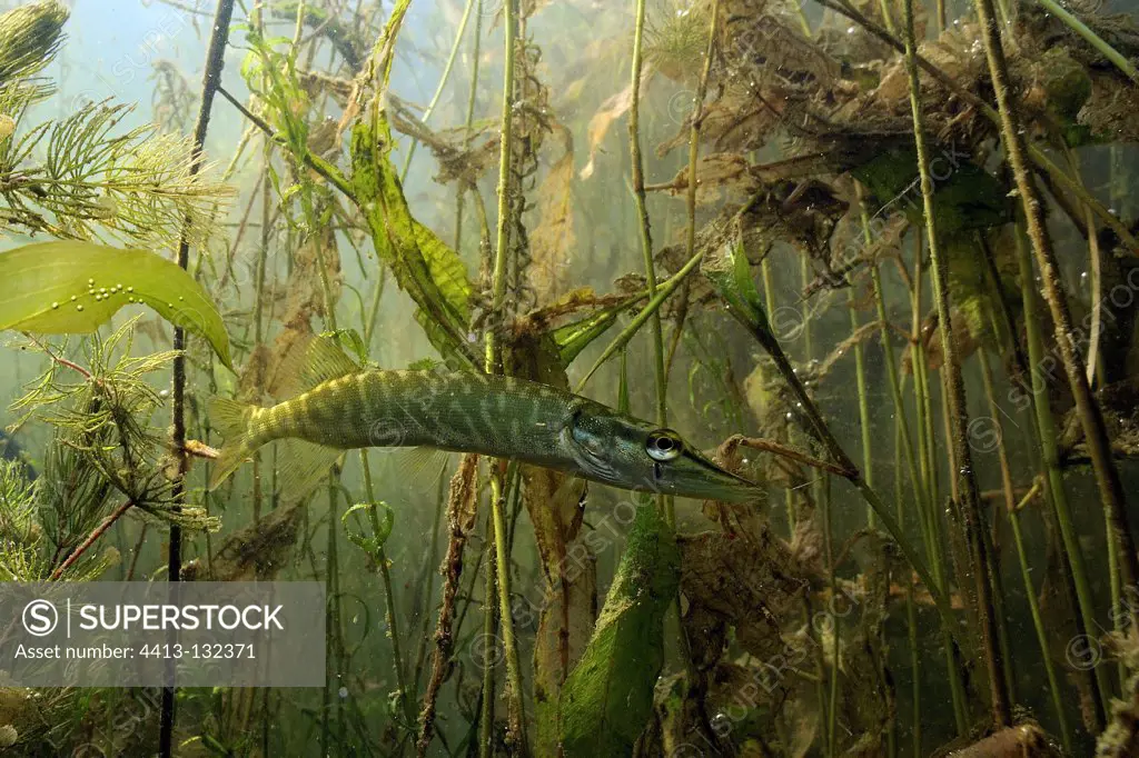 Juvenile pike in plants looking for prey France
