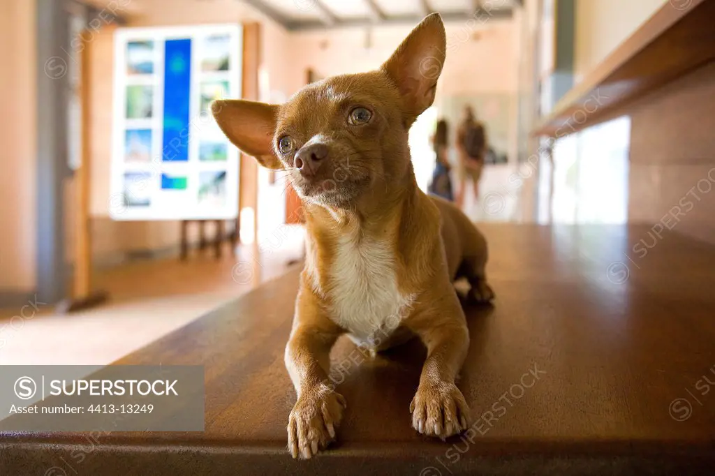Portrait of a dog Chihuahua posed on a table