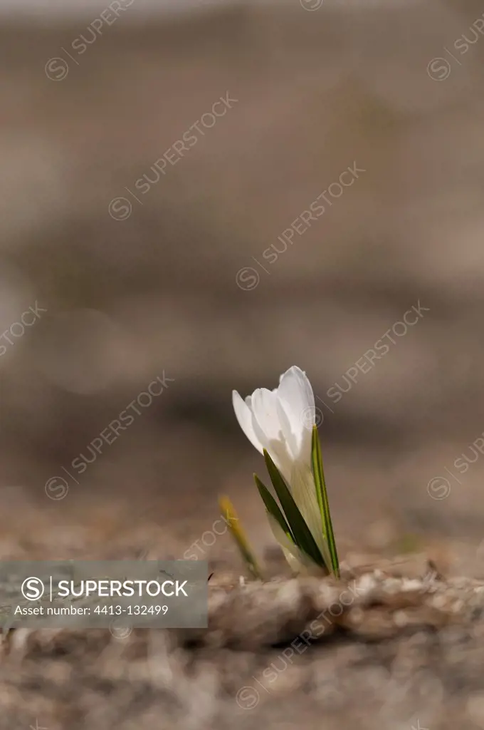 White Crocus in bloom Auvergne France