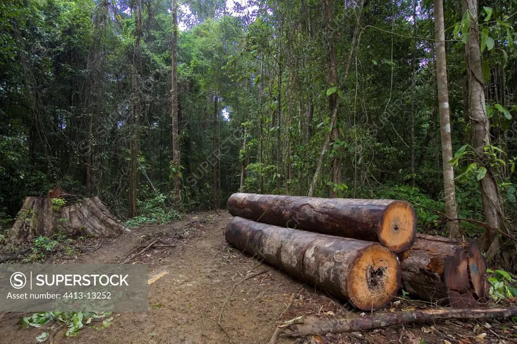 Tree trunks cut on a logging site