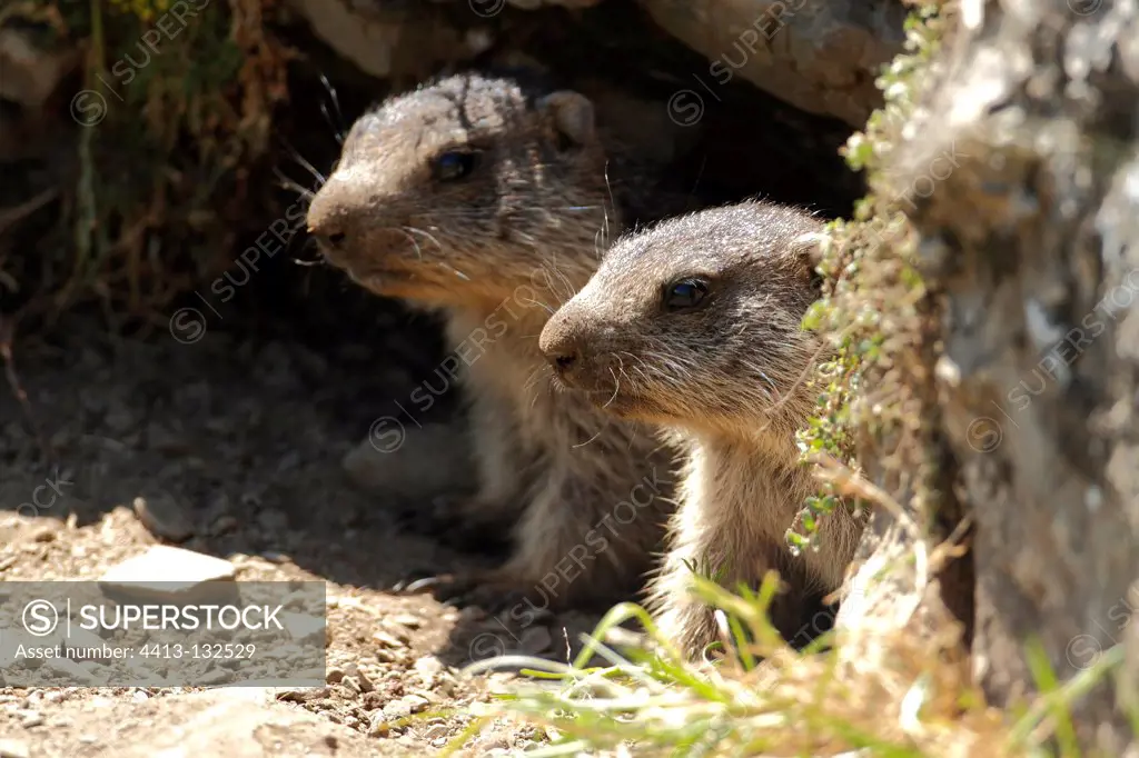 Young Alpine marmots in their burrows Pyrenees France