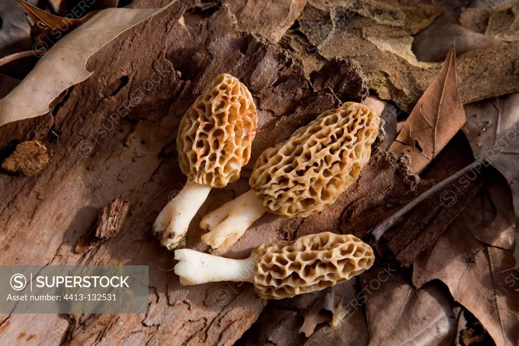 Morels and dead leaves Ain Valley France