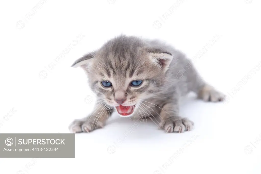 Tabby kitten meowing on white background France