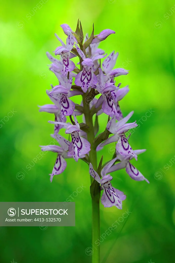 Orchids in bloom in Prairie Fouzon France