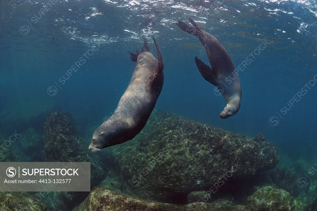 Couple of Californian Sea Lions Sea of Cortez Mexico