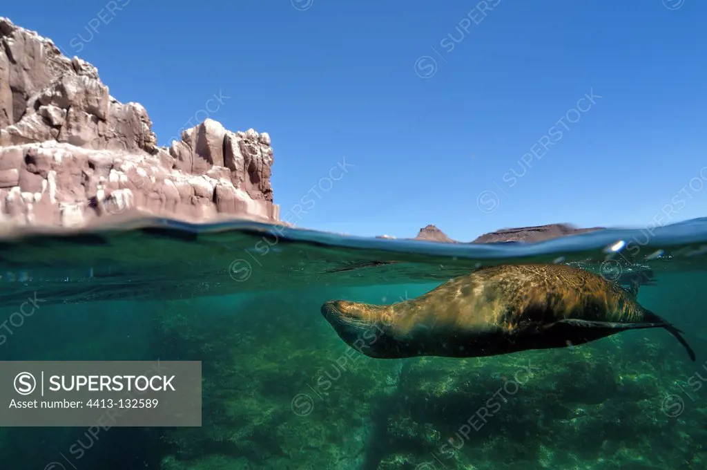 Californian Sea Lion resting in Sea of Cortez Mexico