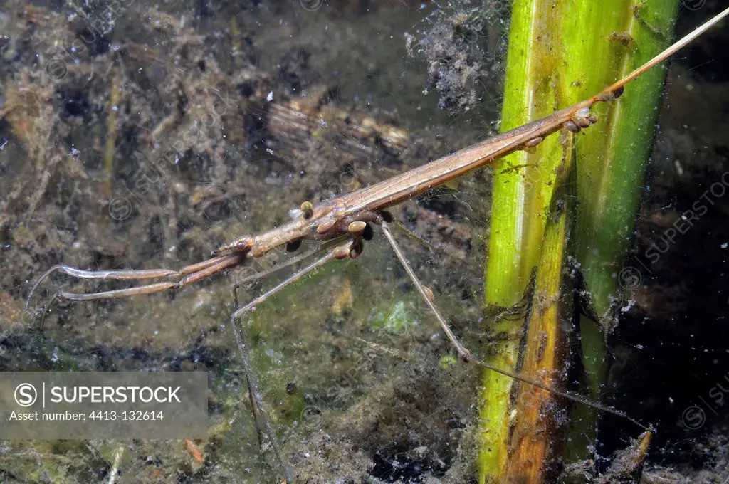 Water stick insect in a pool Prairie Fouzon France