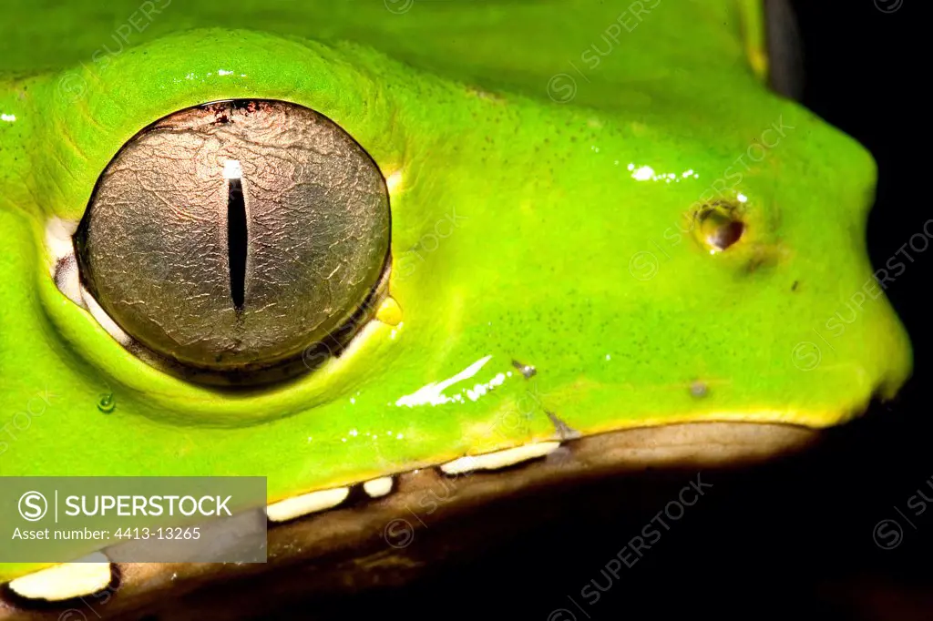 Eye of a Monkey frog of French Guiana