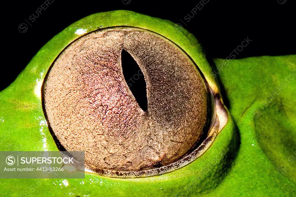 Eye of a Monkey frog of French Guiana
