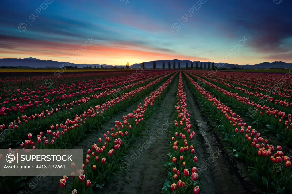Skagit Valley tulip fields at sunrise USA
