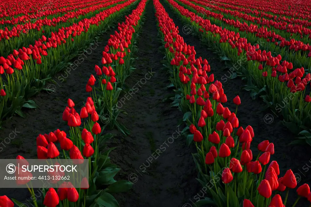 Skagit Valley tulip fields USA