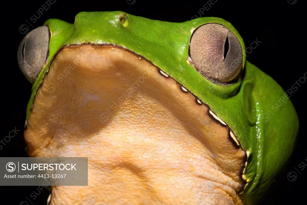 Head of a Monkey frog of French Guiana
