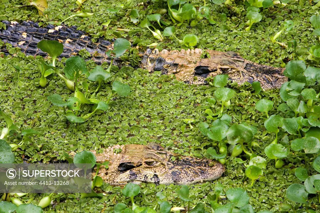 Black Caimans camouflaged in the aquatic vegetation