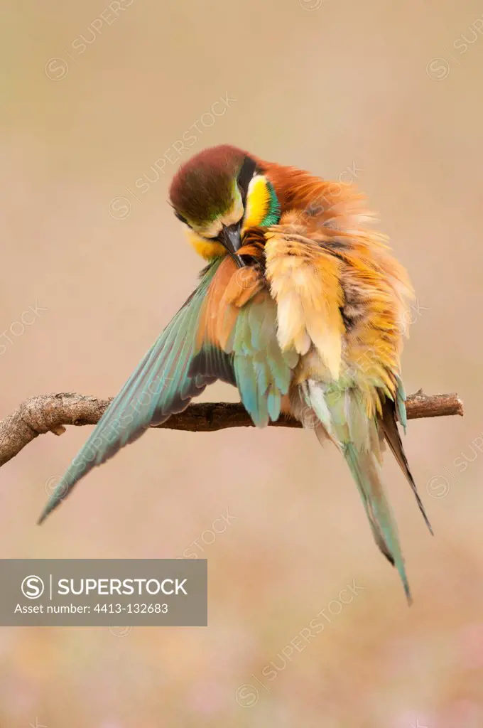 European Beeeater grooming on a branch Spain