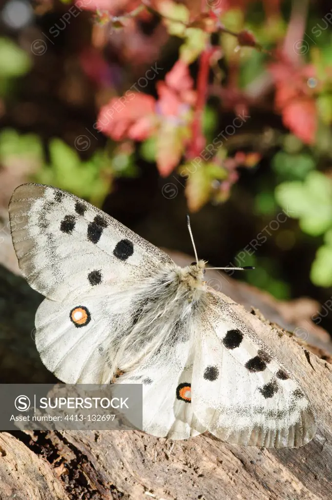 Apollo Butterfly on log Pyrenees Spain