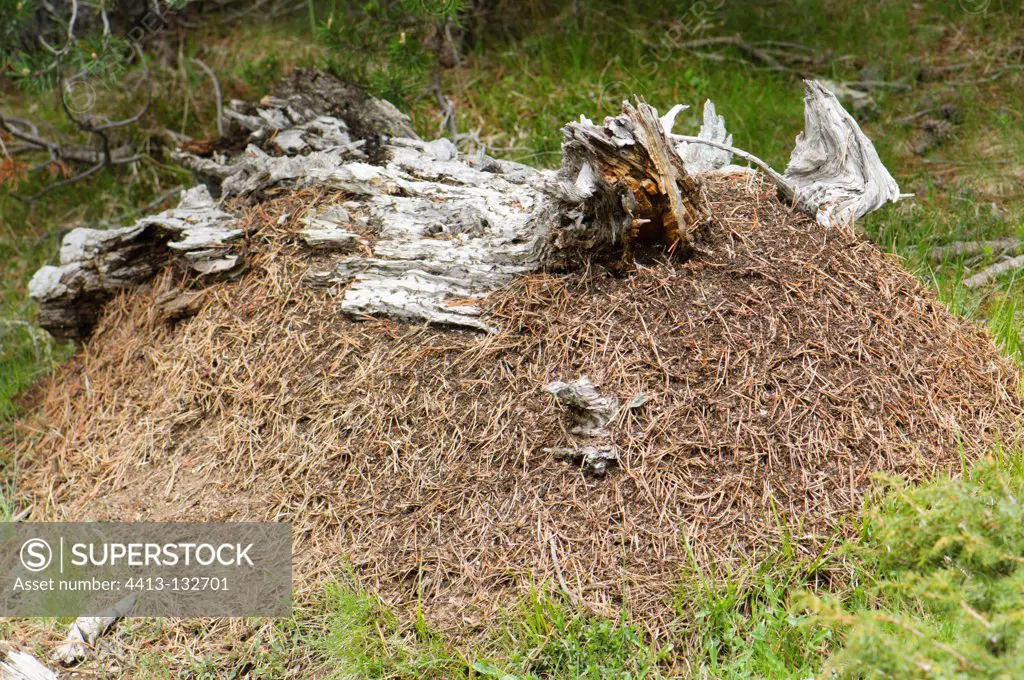 Massive anthill in the high Pyrenees pine forest Spain
