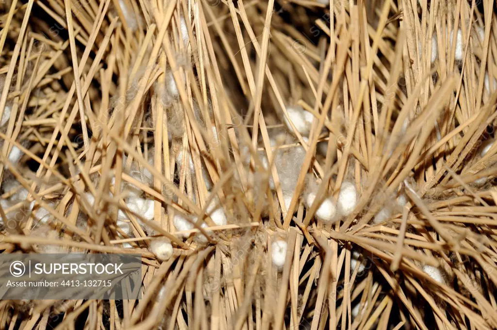 Silkworm cocoons in a structure made of straw in China