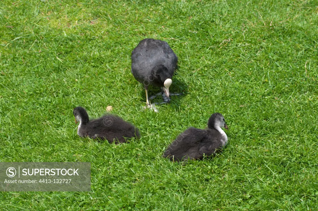 Common coot and his chick on a lawn