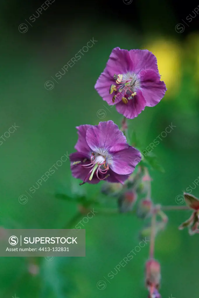 Geranium flowers in a meadow Pyrenees France