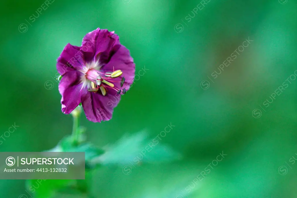 Geranium flower in a meadow Pyrenees France