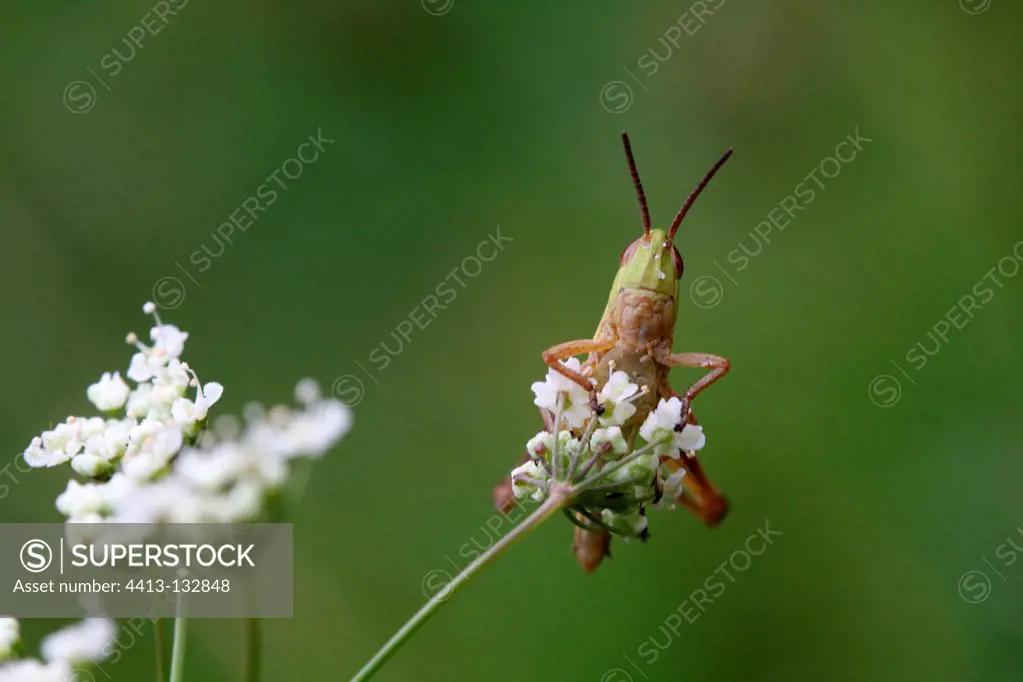 Meadow grasshopper on a flower Pyrenees France