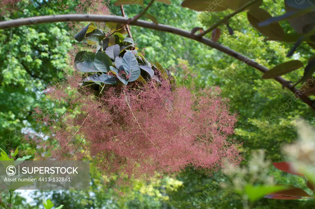 European smoketree in bloom in a garden