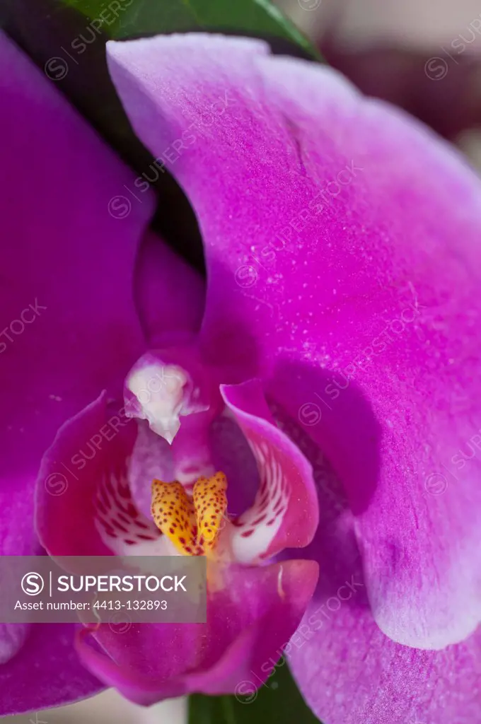 Phalaenopsis orchid in bloom in a garden