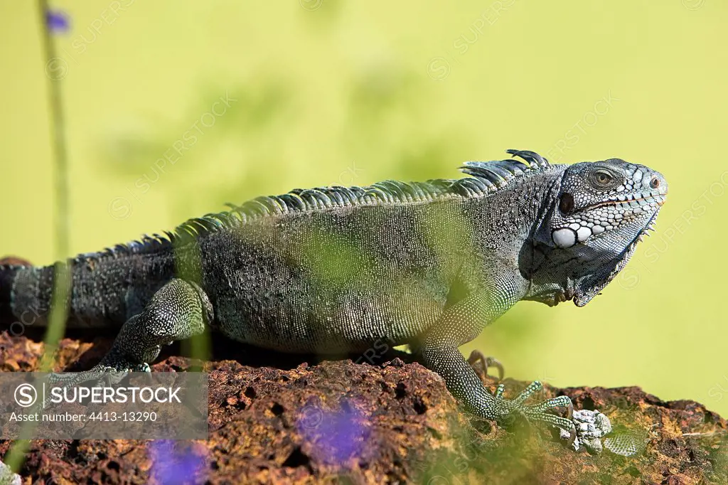 Portrait of an Common green Iguana of French Guiana