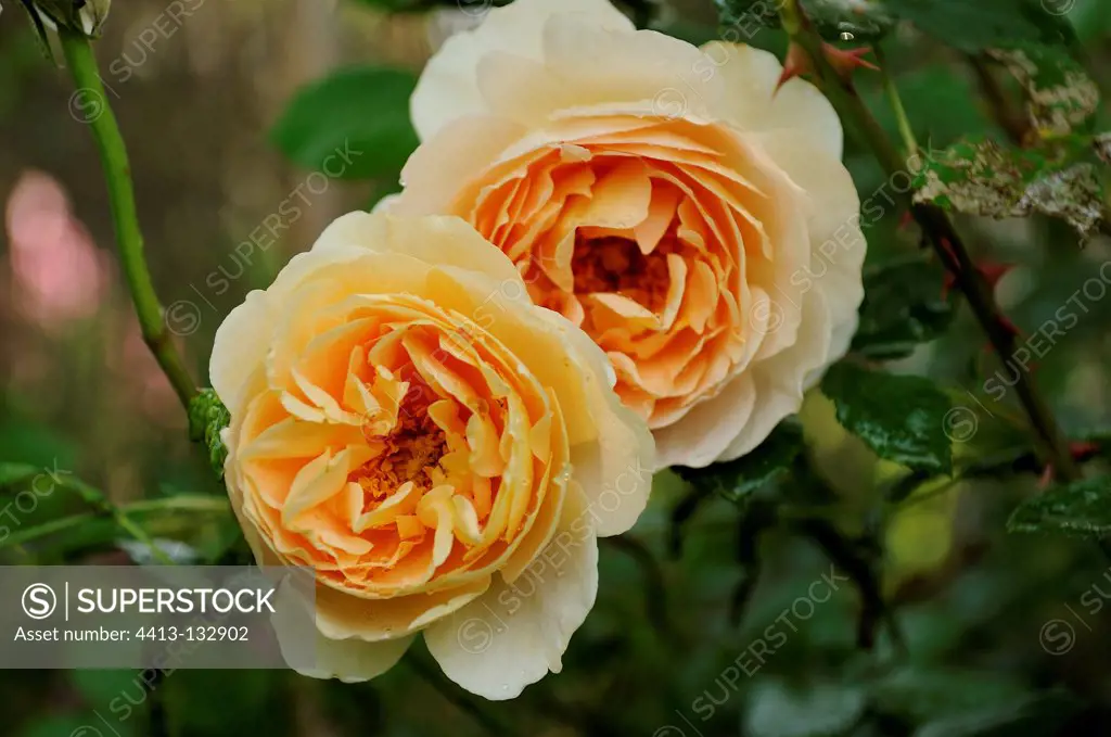 English Rose 'Charity' in the Garden of Cotton France