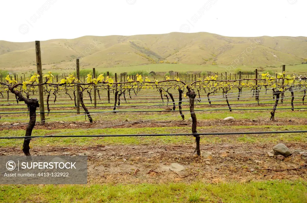 Vineyard in Blenheim in the South Island in New Zealand