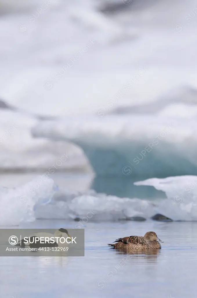 Couple Eider Iceland on a frozen lake