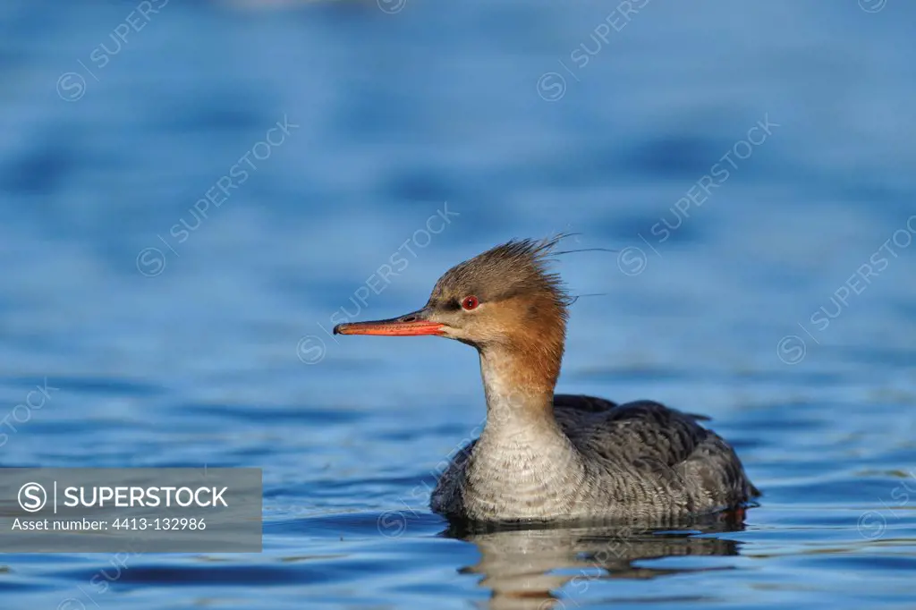 Red-breasted Merganser on water Iceland