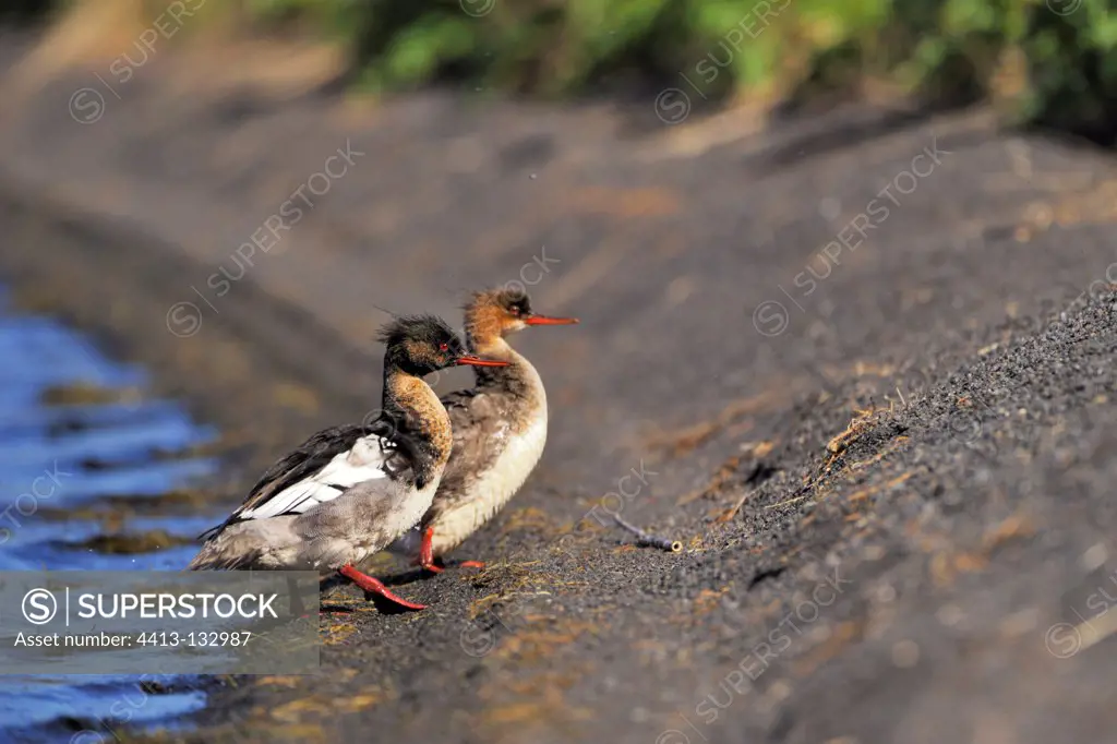 Red-breasted Merganser couple on bank Iceland