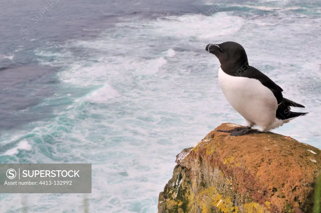 Razorbill on a cliff above the surf Iceland