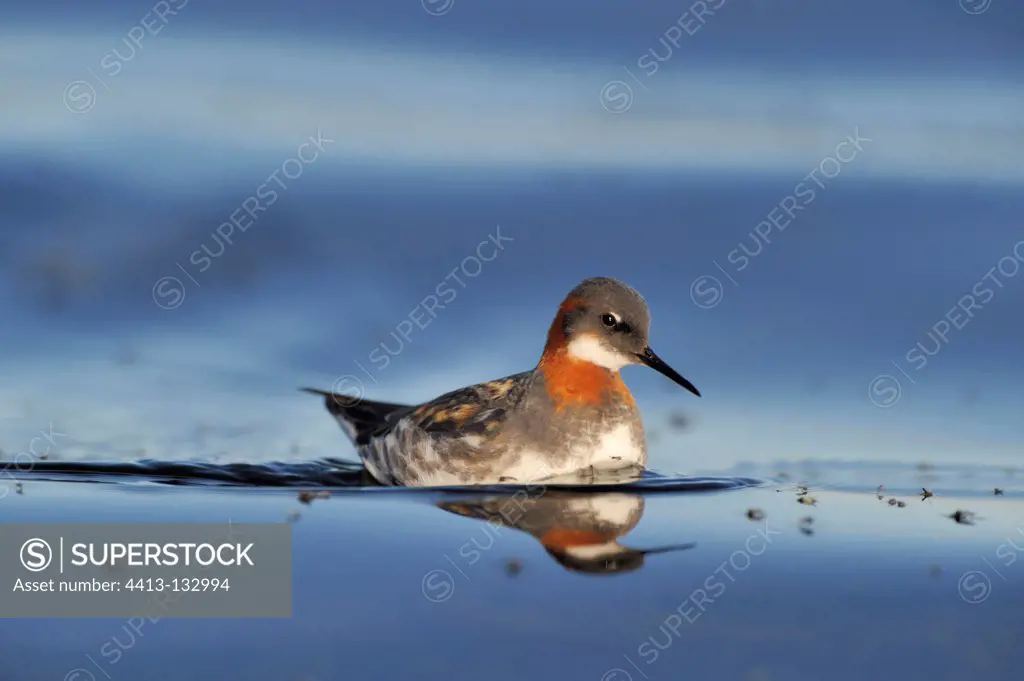 Red-necked Phalarope male in water Iceland